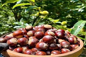 板栗采摘节丨黄峪寺丨秦岭秋日野果大丰收丨山顶精美火锅