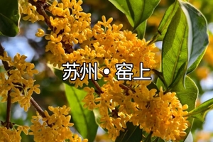 【宜山路/曹杨路/南翔】10月17日   季节限定 苏州窑上赏桂，亲子徒步丨窑上桂花香满村。
