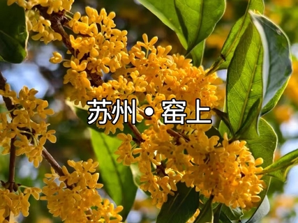 【世纪大道/人民广场/松江】10月17日   季节限定 苏州窑上赏桂，亲子徒步丨窑上桂花香满村。