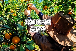 【巨峰路/龙阳路/中庚】10月17日   徒步谈仙岭，远眺南北湖，登顶嘉兴最高峰，下山快乐采橘子