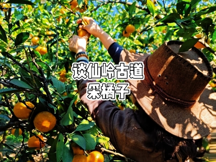 【巨峰路/龙阳路/中庚】10月17日   徒步谈仙岭，远眺南北湖，登顶嘉兴最高峰，下山快乐采橘子