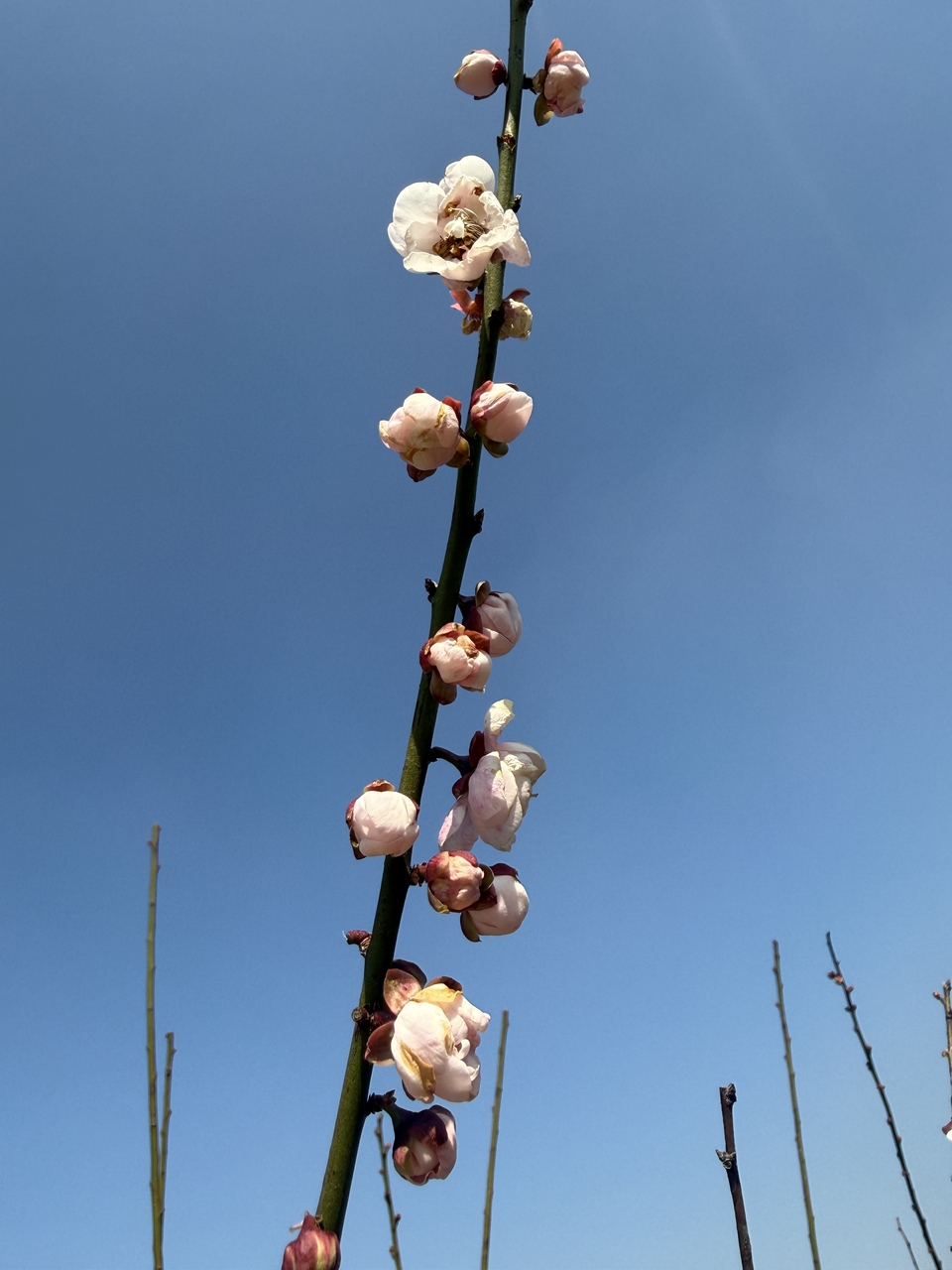 微信图片_20260115150652_403_1254