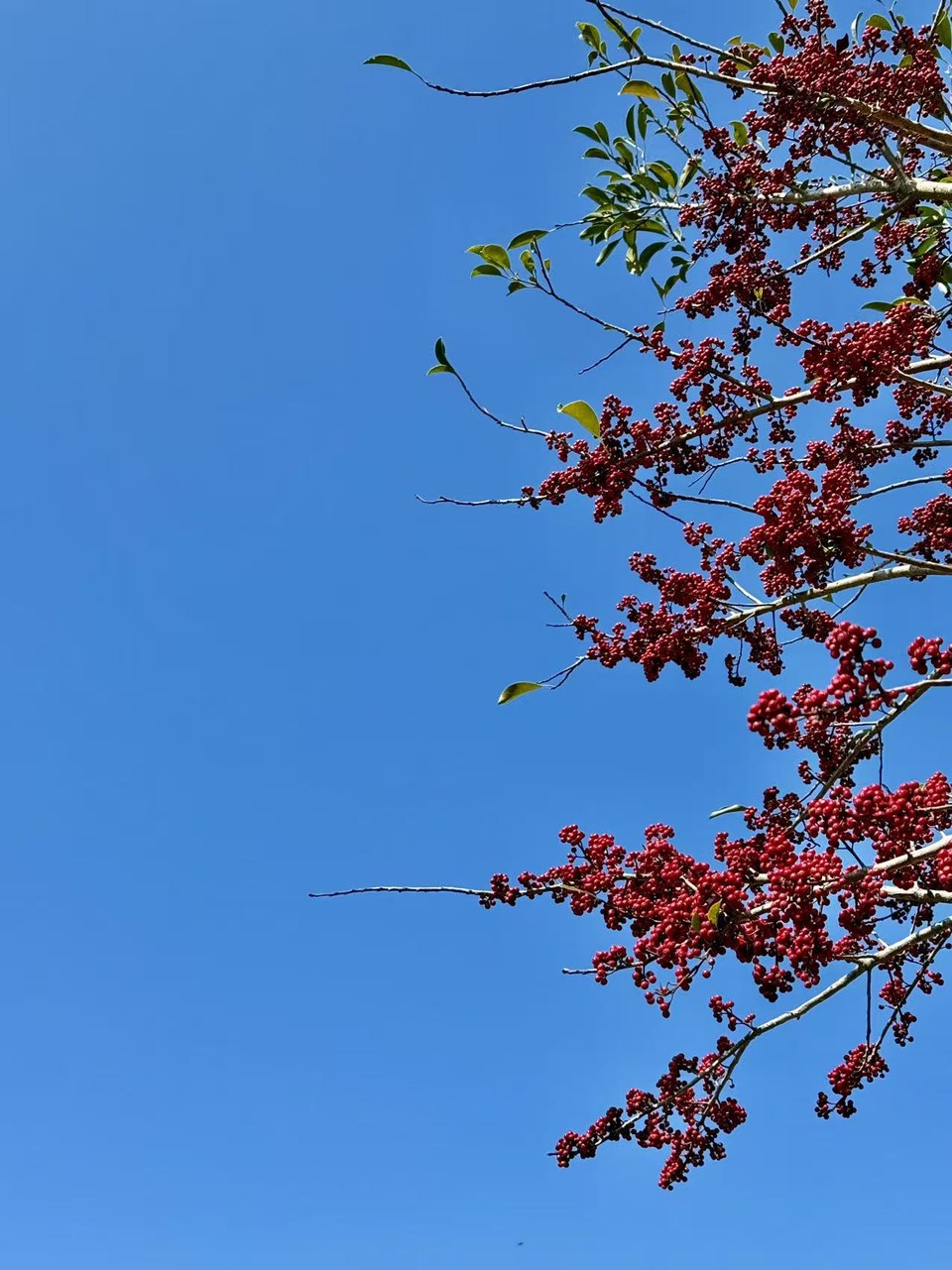 微信图片_20260202151124_299_5330