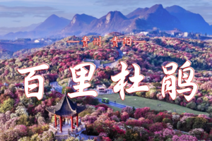 赏花季！3.28/4.03/4.11【百里杜鹃4天3晚】户外轻走，百里杜鹃野线—羊皮洞爆布—三江古道