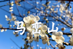 2.02 马峦山轻徒步+寒梅闻赏+风味农家菜（特色走地鸡） | 穿越绿色时空，接触自然生态，沉浸快乐之间，品农家美味