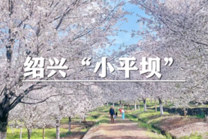 （余位5/宜+松）4月4日：特惠价120元！多人优惠！赏樱季~一半樱花一半茶园，徒步绍兴“小平坝”猪娘岭