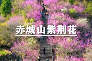 （即将成行/宜+松）4月5日：特惠价130元！多人优惠！今日限定：赤城春色，轻徒赤城山紫荆花道，千年古刹国清寺祈福