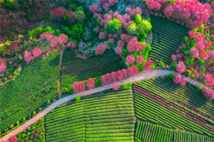 （宜+松）4月12日：早鸟价110元起！春日限定樱花步道，穿越四明山春色，徒步蟹坑岭古道