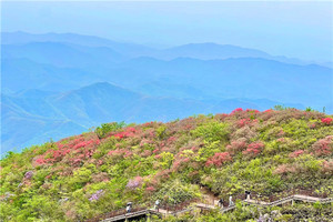 （世+东）4月11日：特价99元！登顶高山草甸-鸬鸟山，观漫山杜鹃争奇斗艳！