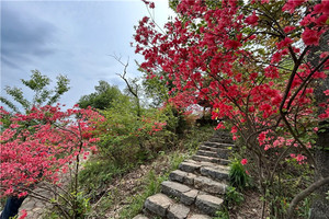 （世+东）4月12日：特价99元！映山红“接力”春色，徒步浮云岭，赏云端上的映山红！