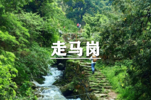 （世+东）4月11日：特价99元！新晋网红线，徒步走马岗，踏入千年香榧林