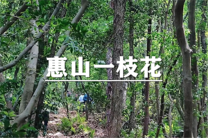 （余位18/宜+松）4月5日：特惠价120元！多人优惠！轻徒~惠山徒步，穿越锡惠公园，感受惠山古镇