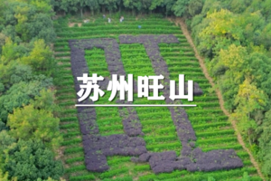 （沈紫东）4月11日：集赞半价！治愈系春日徒步，旺山茶园踏青，千年古旺山穿越上方山线