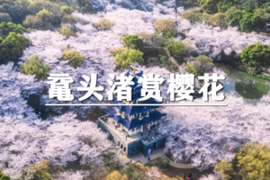 （宜+松）4月6日：特惠价200元！多人优惠！最佳花期~含门票+游船，鼋头渚樱花节，春日限定，赴一场粉色浪漫之约