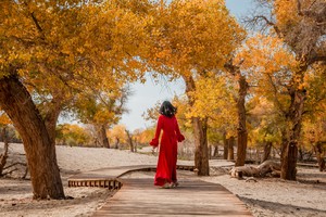 【去野·额济纳6日】| 2-8人小团|银川集散——6天5晚2025全新升级，深度游玩额济纳，一人放心报无自然单房差