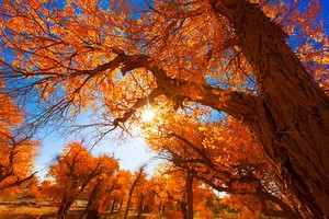 【秋漾·额济纳6日】| 2-8人小团|兰州集合银川散团，2025全新升级，深度游玩额济纳，一人放心报无自然单房差