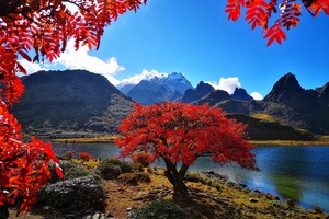 【哈巴环线4日】| 老药山+中虎跳峡+兰花坪营地+黑海湖4天3晚哈巴环线徒步，在高原秘境老花山，观双雪山同框，无自然房差