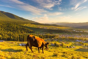 【全景阿勒泰8日】| 2-8人精致小包团-深度喀白禾秋季大环线，随车配备无人机航拍，高额旅游意外险