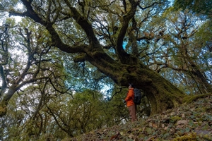 【哀牢山秘境5日】| 哀牢山原始森林探索+元阳梯田轻装徒步，免费提供登山杖+无自然单房差