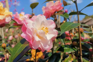 2026年03月15日，徒步赏花 || 阿婆六茶花谷15公里宝藏茶花路徒步