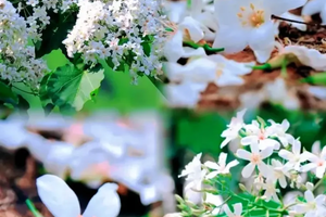 2026年04月18日，增城二龙山油桐花节+古榄园18公里徒步活动