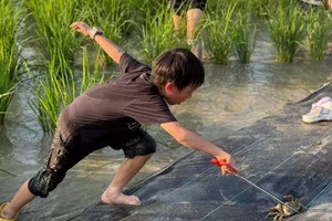 2025年10月26日，稻田捉蟹、DIY咸柠檬、打卡蜜蜂家园、制作秋日桂花蜜，赴一场秋天有趣的‘蟹’逅！