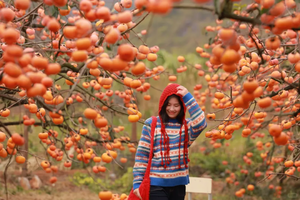 2025年10月31日-2日，休闲旅行 || 一价全含・仅799元+含正餐， 广西大瑶山+恭城柿子3天，桂林恭城县红