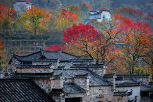 【徽州古韵4天】皖南秋色，木梨硔+水墨宏村+新安江山水画廊+塔川秋色+阳产土楼+徽州古城+西溪南湿地