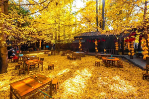 【滇西南大全景 11天】腾冲银杏村-无量山冬樱花-沧源翁丁村-景迈山-瑞丽-芒市-普洱-哀牢山-诺邓-沙溪古镇