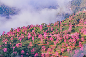 【春华秋实 7日】腾冲银杏村-无量山冬樱花-哀牢山-瑞丽-芒市-和顺古镇-诺邓-巍山古城