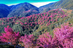 【暖冬花事】无量山樱花谷-景迈山-哀牢山-沧源翁丁村-千年崖画-西盟龙摩爷-孟连-澜沧街赶集-老达保音乐表演8天深度游 
