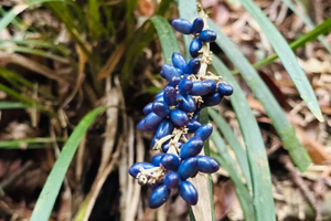  2025年12月28日-01月01日，高黎贡山徒步穿越（跨年特辑）