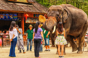 2025年12月06日-10日，野象谷｜勐泐大佛寺｜中科院植物园｜雨林徒步探秘｜曼远傣族村寨｜曼听公园｜般若寺｜湄公河星