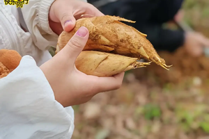 2025年12月07日，挖冬笋、土窑披萨、竹棍面包、制作竹筒饭、手摇爆米花，这个冬日限定活动，丰富多彩，快来快来