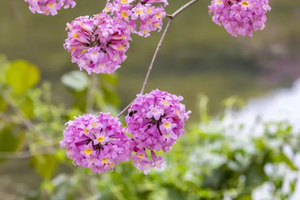 （仅78元）2025年12月06日，赏花徒步 || 打卡粉紫风铃木+美丽乡村12公里徒步，穿越风铃木花海、水库稻田古村落