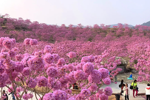 2025年12月14日，美拍江门千亩紫花风铃花海+彩虹村+蒲葵林1日游