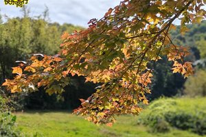 2026年01月17日，徒步穿越 || 河源万绿湖畔精华段12公里徒步，赏枫叶&原生态山野美景