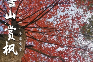 2025年12月20日，枫叶红了 || 游广东“小婺源”云髻山古镇，行摄广东“香格里拉”之漫山枫叶.....