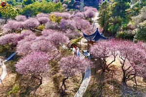 【非周末活动】2026年01月08日，赏花休闲 || 惠东梁化梅园，赏粉红梅花，探三叠泉瀑布，品乡村美食