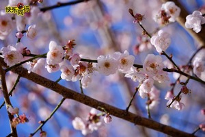 2026年01月10日，赏花休闲 || 惠东梁化梅园，赏粉红梅花，探三叠泉瀑布，品乡村美食