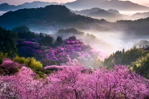 2026年02月24日-28日，【探访皖南春色】皖南秘境之卖花渔村+木犁硔+阳产土楼+宏村+新安江山水画廊5日游