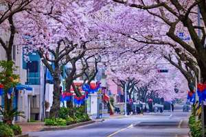 济州岛樱花徒步季｜偶来小径与汉拿山的约定6天