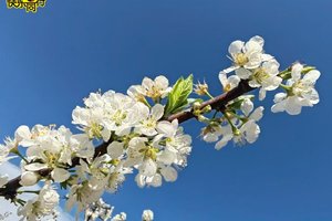 【徒步活动】2026年02月07日，徒步赏花 || 绿美乡村赏李花+山野穿越13公里徒步