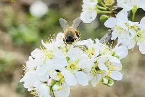 【徒步活动】2026年02月08日，徒步赏花 || 绿美乡村赏李花+山野穿越13公里徒步