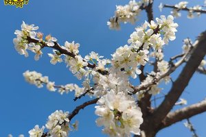 【徒步活动】2026年02月11日，徒步赏花 || 绿美乡村赏李花+山野穿越13公里徒步