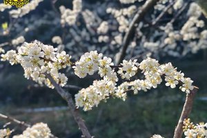 【徒步活动】2026年02月10日，徒步赏花 || 绿美乡村赏李花+山野穿越13公里徒步