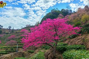 2026年02月11日，休闲赏花 || 绿美乡村赏樱花+农家乐品美食休闲活动