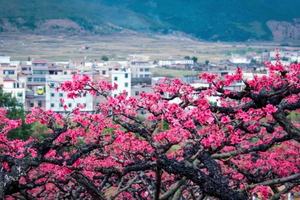 2026年03月01日，粤赣古道桃花大型徒步活动火热报名！