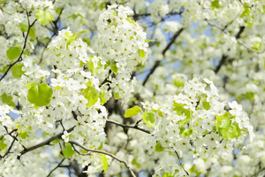 【新疆8日·南疆寻花】2-6人团 乌尉高速 温宿大峡谷 博斯腾湖环湖公路 木吉火山口 莎车古城 班迪尔湖 库克西鲁乡杏花