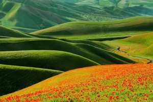 【新疆7日·天山红花】2-6人小团 S101网红国防公路  天山红花 苹果花 赛里木湖 库尔德宁